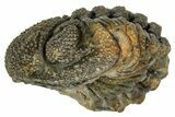 Wide, Enrolled Morocops Trilobite - Morocco #347248-2